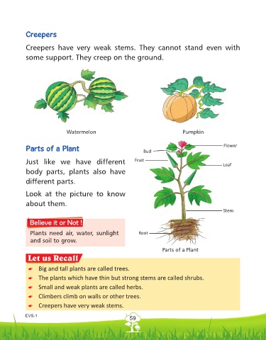 What are the functions of the stems of a creeper plant? - Quora